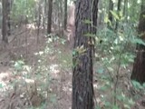 V31 Hunting Whitetail SUCKandFUCK n Park *OLD VIDEO* NEWER VIDS IN FULL HD